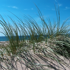 07 Florian im Urlaub 2008 in Dänemark